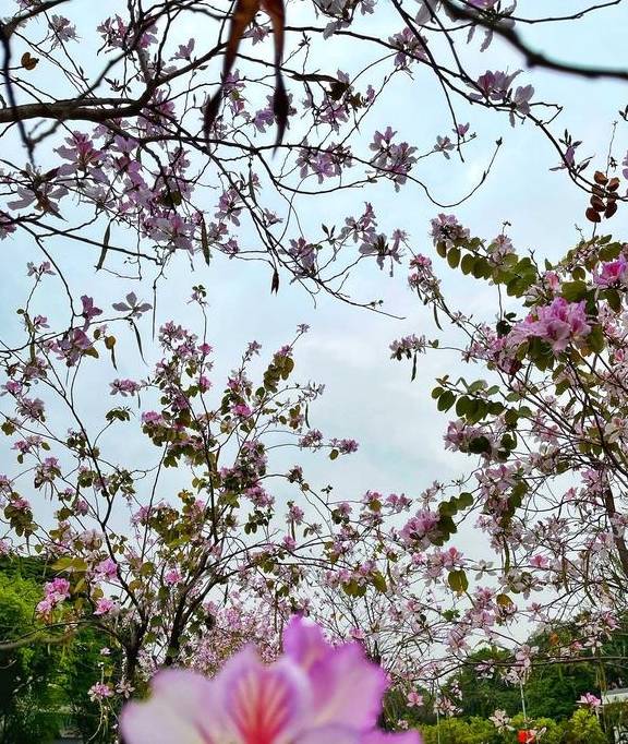 刷屏朋友圈的美景来了，快来走入天河的“春天里”1