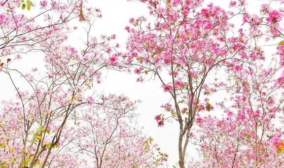 刷屏朋友圈的美景来了，快来走入天河的“春天里”4