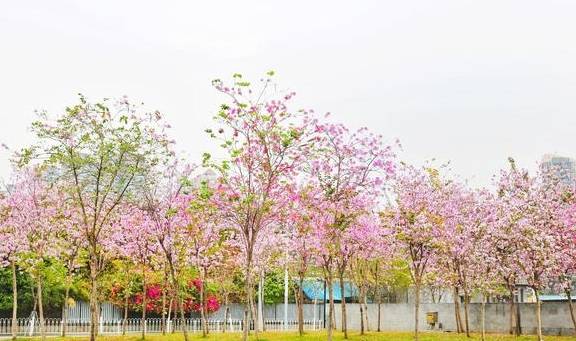 刷屏朋友圈的美景来了，快来走入天河的“春天里”5