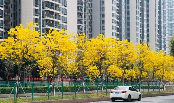 刷屏朋友圈的美景来了，快来走入天河的“春天里”9