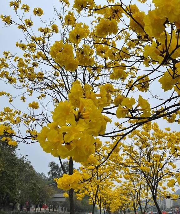 刷屏朋友圈的美景来了，快来走入天河的“春天里”11