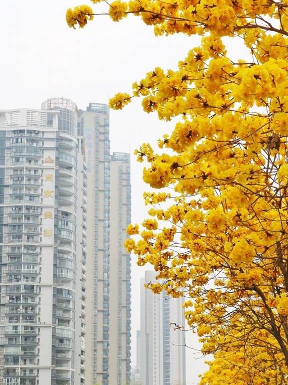 刷屏朋友圈的美景来了，快来走入天河的“春天里”12