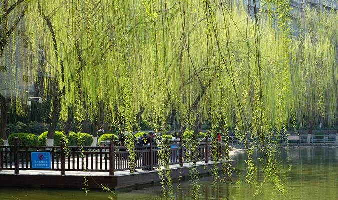 西安周末去哪玩?这里有春景、能遛娃、有美食,地铁可达没门票1