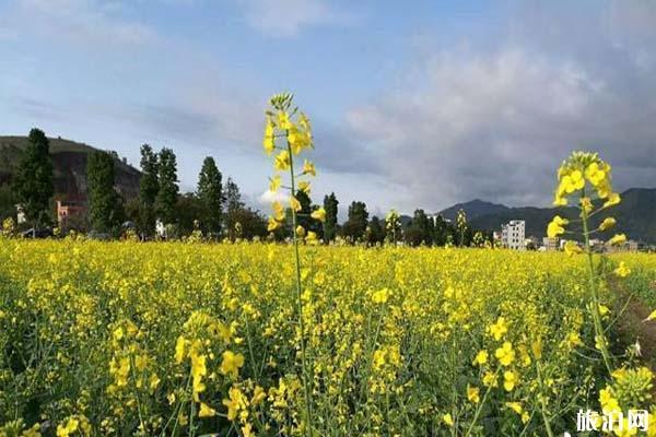 云浮郁南连滩镇油菜花什么时候开放1