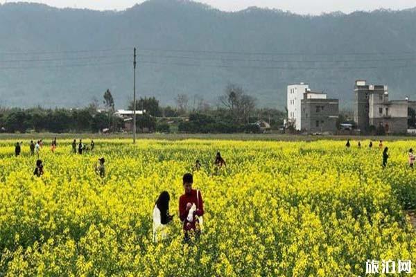 云浮郁南连滩镇油菜花什么时候开放3