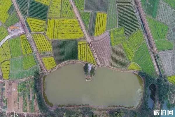 韶关江尾镇油菜花什么时候开20221