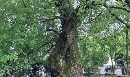 安徽这个古村 被誉为“歙南第一村” 罕见清代牌坊全国独此一处!8