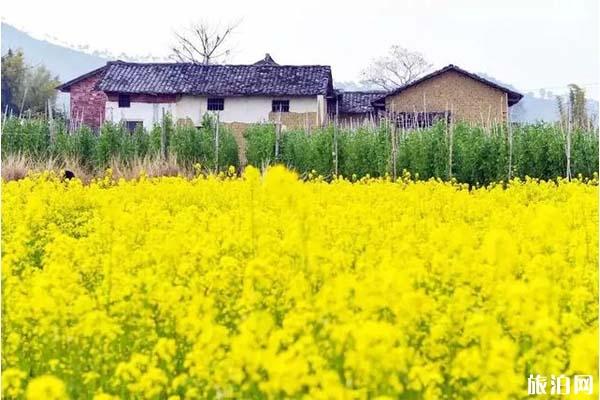 韶关江尾镇油菜花什么时候开20222