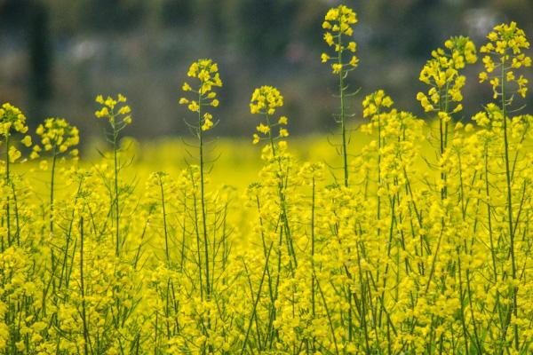 2022深圳欢乐田园油菜花花期及门票价格1