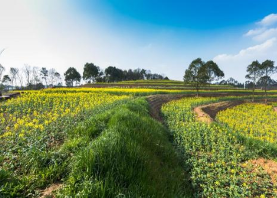 2022深圳欢乐田园油菜花花期及门票价格2