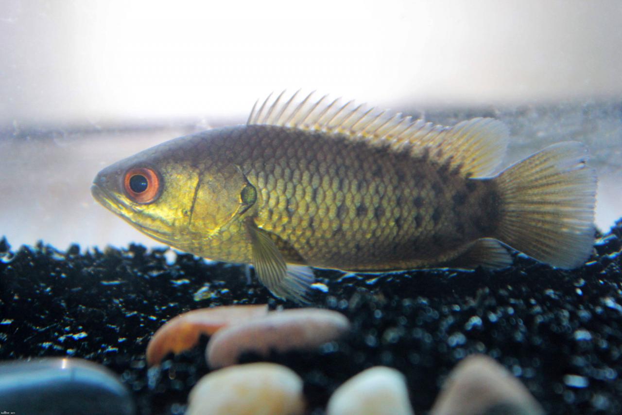 生命力顽强的鱼,离水一周不死能在陆地上爬行,我国南方很常见2