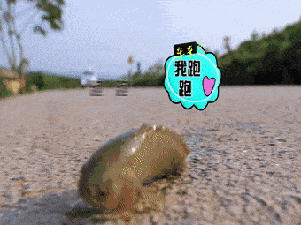 生命力顽强的鱼,离水一周不死能在陆地上爬行,我国南方很常见3