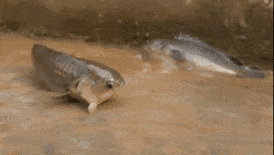 生命力顽强的鱼,离水一周不死能在陆地上爬行,我国南方很常见4