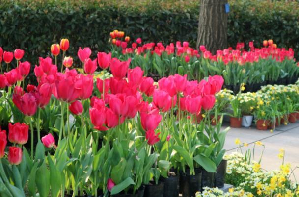 重庆南山植物园春季赏花游玩攻略3