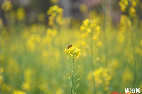花都红山村油菜花最佳观赏时间1