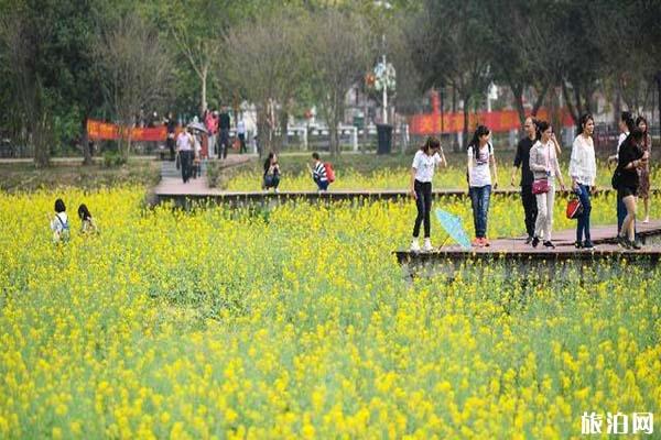 花都红山村油菜花最佳观赏时间2