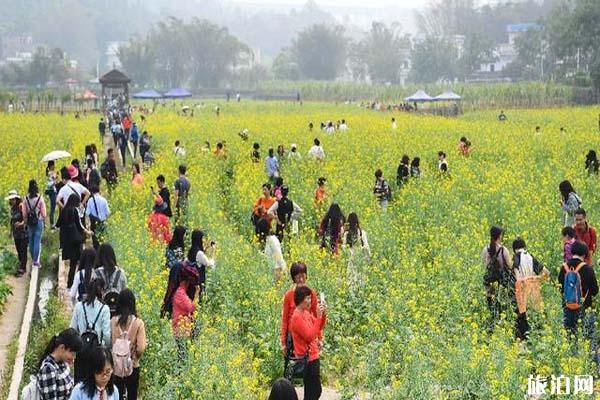 花都红山村油菜花最佳观赏时间3