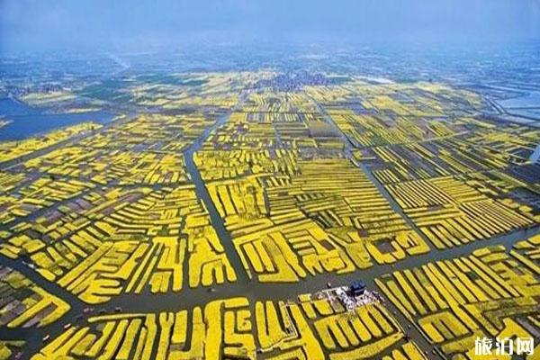 兴化千垛景区油菜花几月份结束?花期持续多久?2