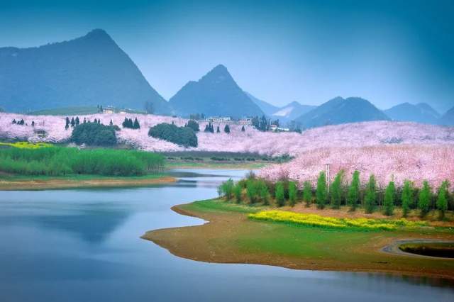 贵州藏着一处“全球最大樱花基地”,70多万株樱花树,惊艳世界3