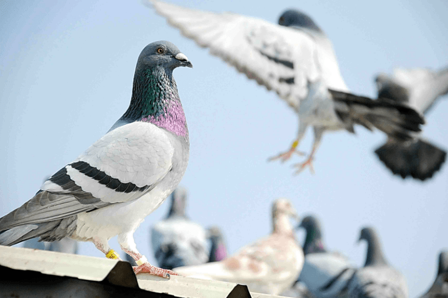 地球磁极在不停的移动:动物可能迷失方向,人类通讯受到干扰4