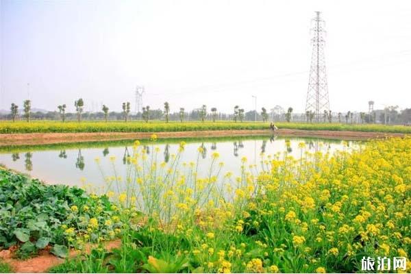 2022佛山西樵山油菜花位置在哪里?盛花期是什么时候?3