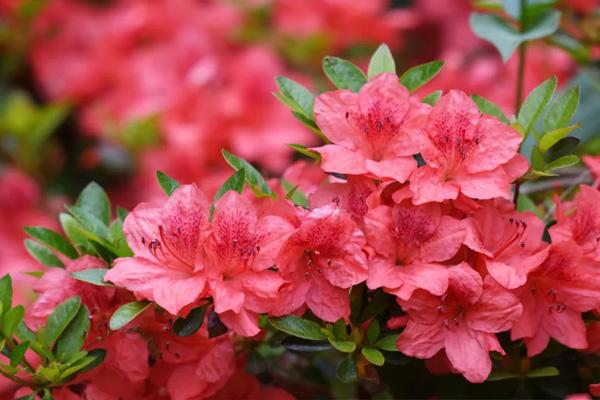 2022杭州植物园杜鹃花开放时间及游玩指南1