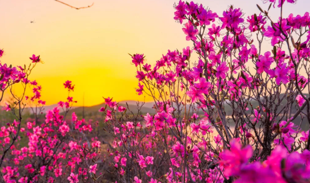 2022杭州植物园杜鹃花开放时间及游玩指南2