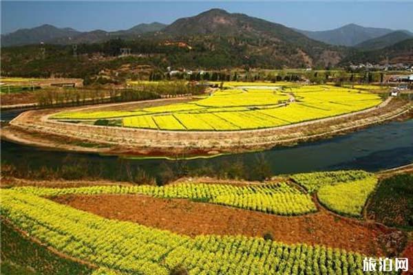 安宁螳螂川油菜花什么时候开20221