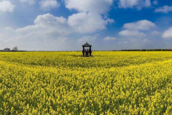 蔡甸消泗油菜花游玩攻略20221