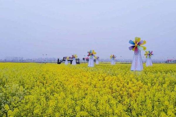 蔡甸消泗油菜花游玩攻略20222