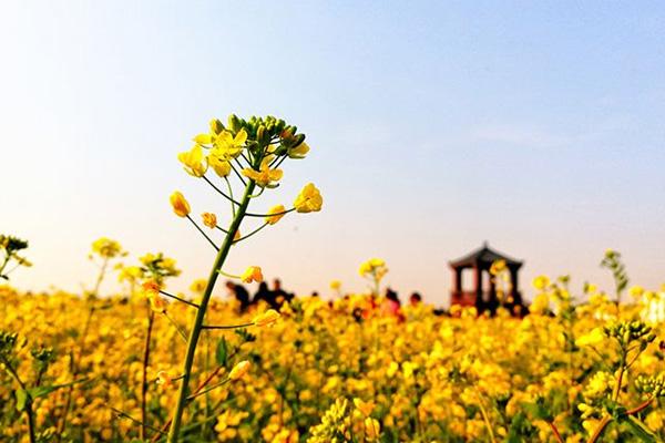 蔡甸消泗油菜花游玩攻略20223