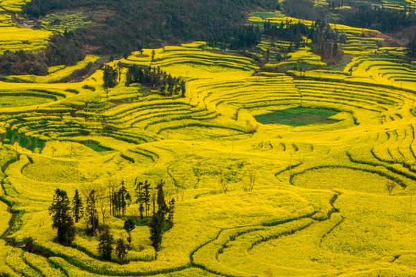 2022罗平油菜花最佳观景点在哪?1