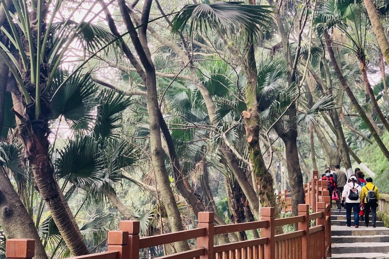 重庆开往春天的列车背后：无人机乱飞，树枝被折断，游客很失望3