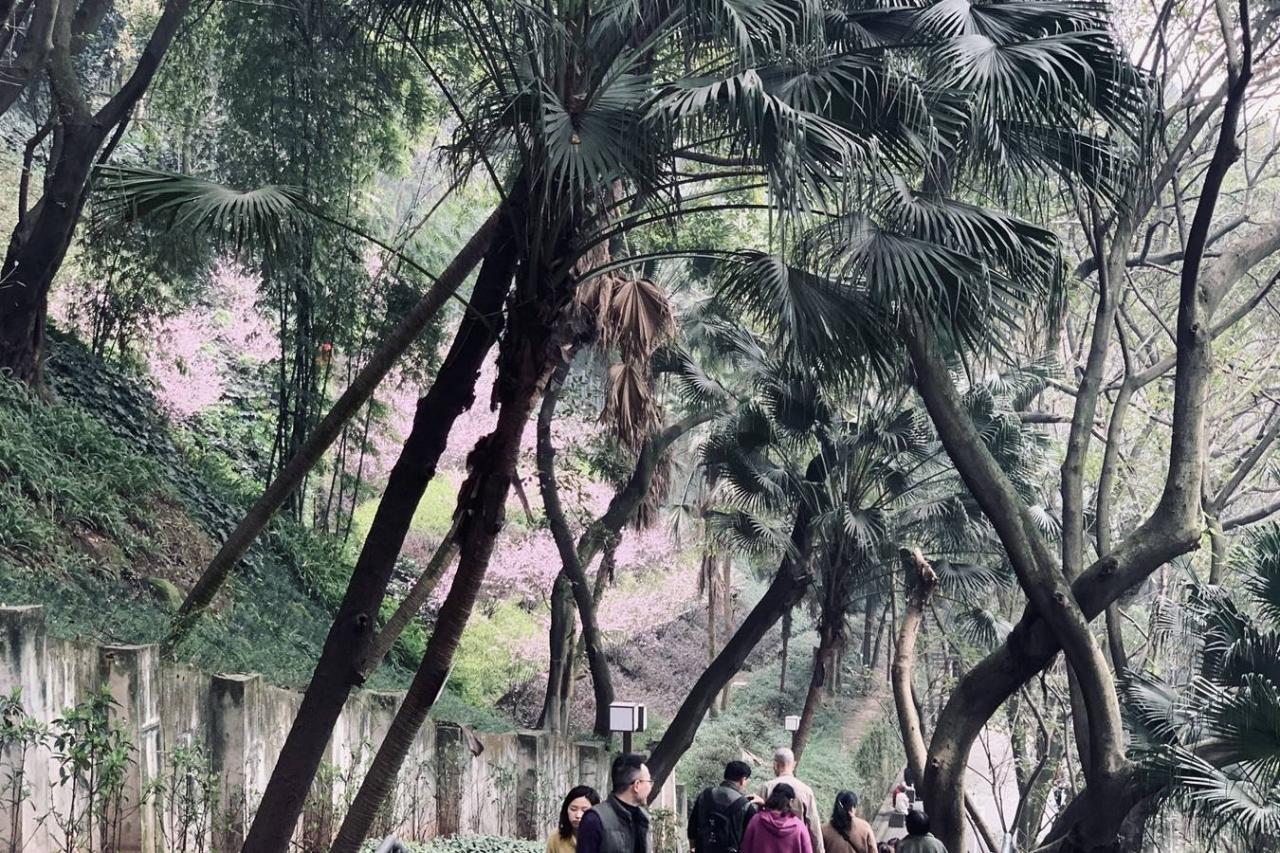 重庆开往春天的列车背后：无人机乱飞，树枝被折断，游客很失望4