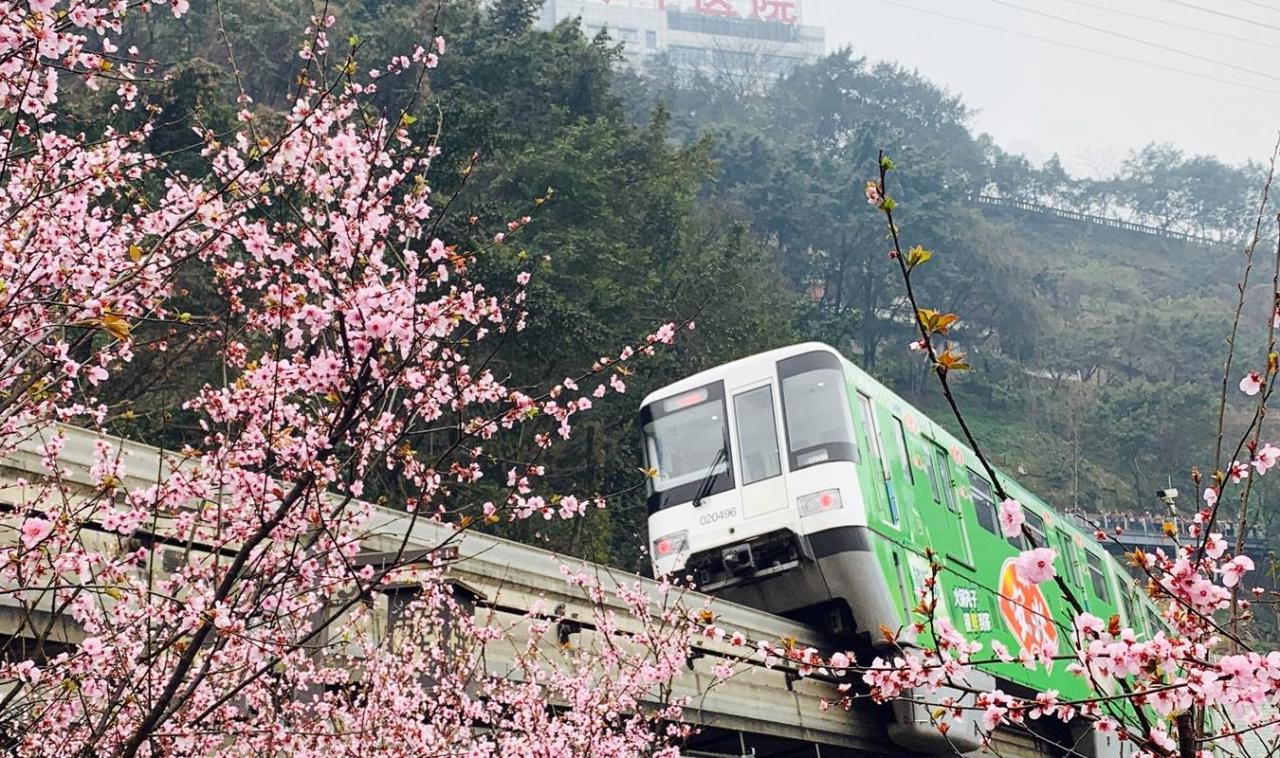 重庆开往春天的列车背后：无人机乱飞，树枝被折断，游客很失望5