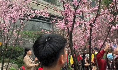 重庆开往春天的列车背后：无人机乱飞，树枝被折断，游客很失望6