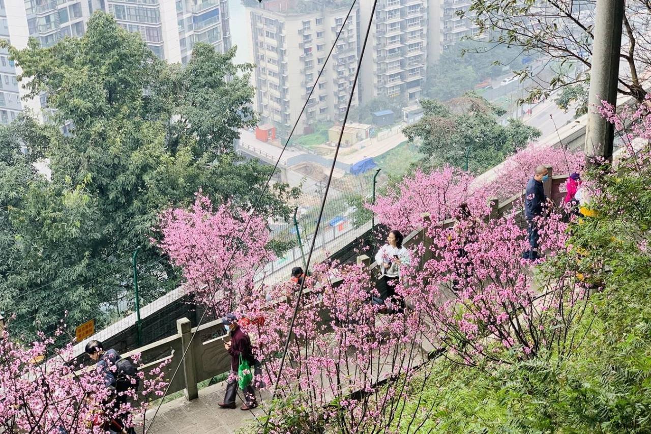 重庆开往春天的列车背后：无人机乱飞，树枝被折断，游客很失望7