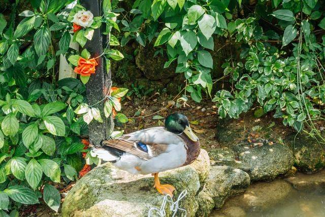 云浮吸收负氧离子的好地方,人少景色美,赶紧来打卡9