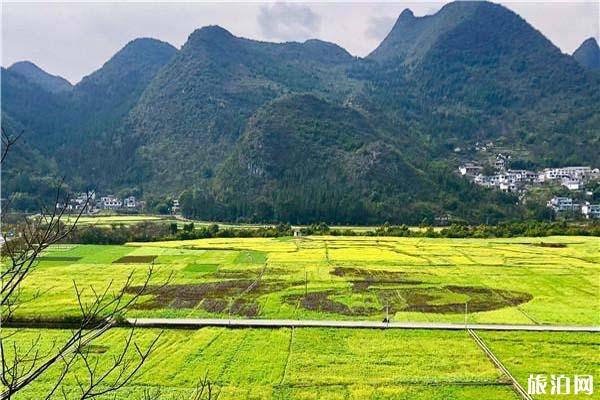 2022万峰林油菜花花期及开花时间介绍3