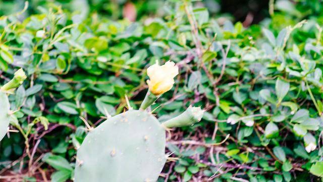 涠洲岛鳄鱼山,观赏火山地貌的绝美景点,你一定不要错过了11