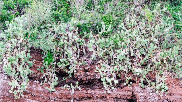 涠洲岛鳄鱼山,观赏火山地貌的绝美景点,你一定不要错过了14