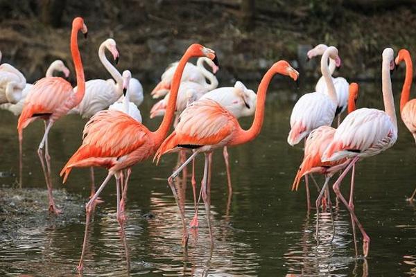 西安秦岭野生动物园演出时间表20223