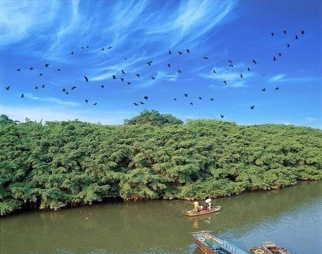 中国最大的一棵树:独木成林,占地20亩,成千上万只鸟在树上栖息1