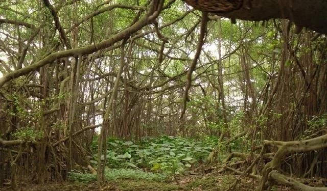 中国最大的一棵树:独木成林,占地20亩,成千上万只鸟在树上栖息2