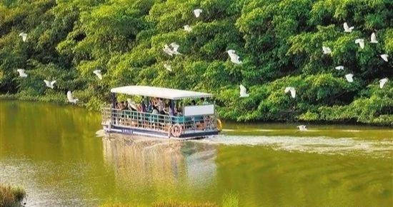 中国最大的一棵树:独木成林,占地20亩,成千上万只鸟在树上栖息3