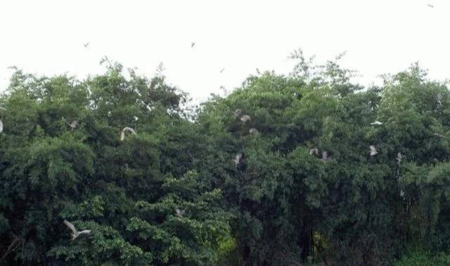 中国最大的一棵树:独木成林,占地20亩,成千上万只鸟在树上栖息4