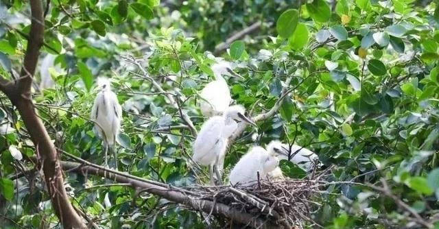 中国最大的一棵树:独木成林,占地20亩,成千上万只鸟在树上栖息5