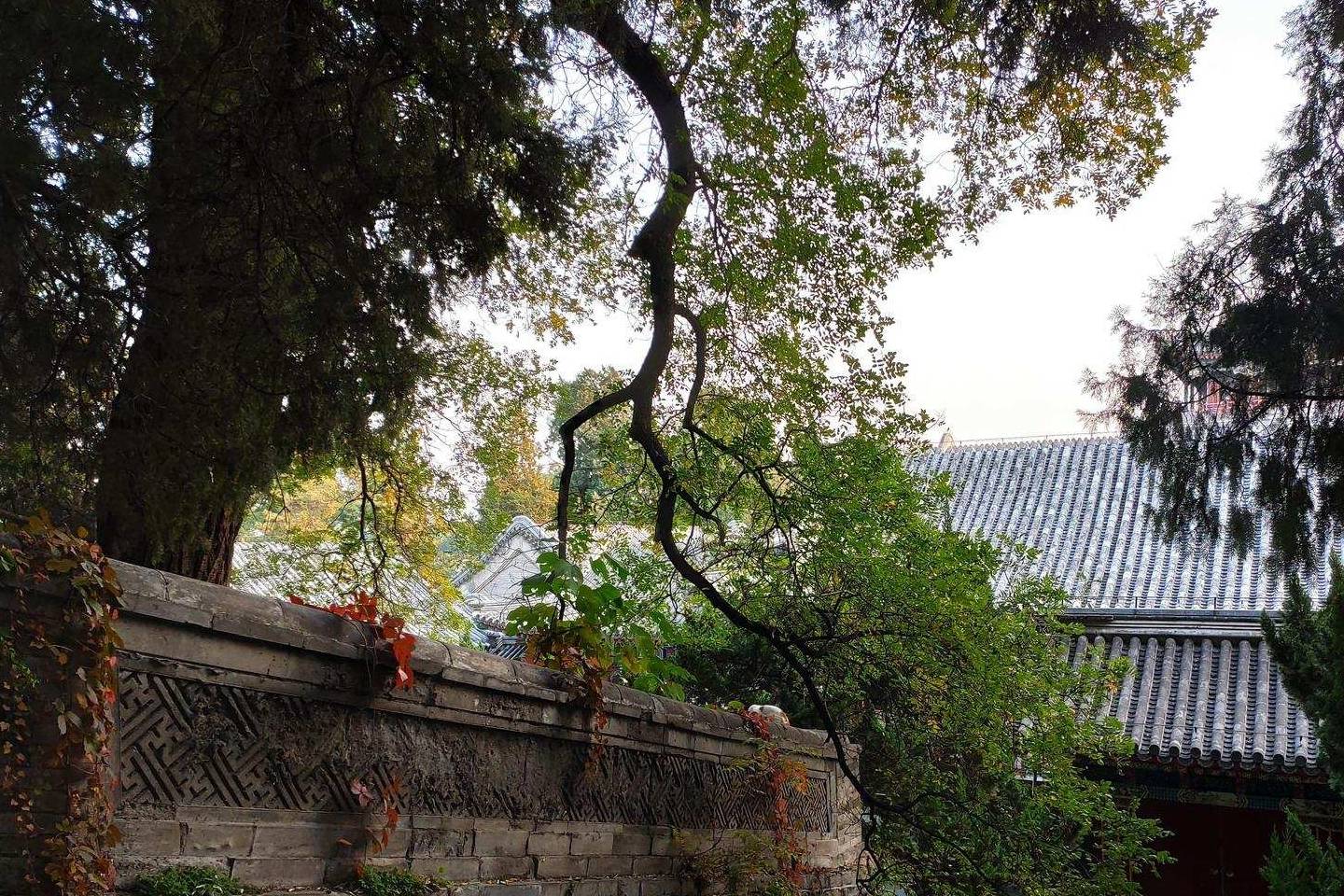 原创 余晖中的颐和园湖边，万寿山上的精灵，宁静的后湖5