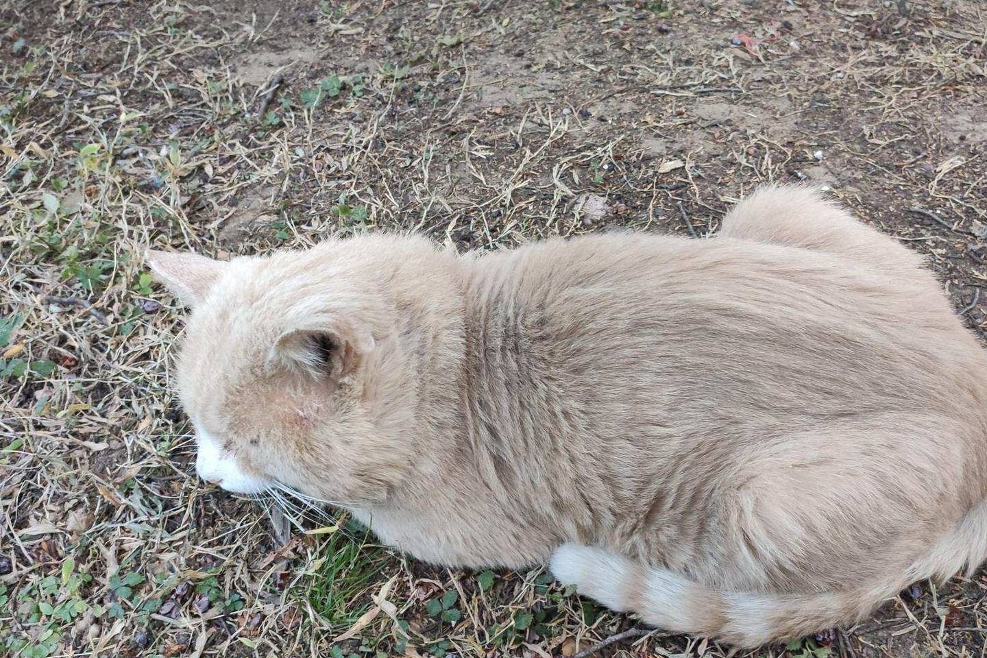 原创 余晖中的颐和园湖边，万寿山上的精灵，宁静的后湖6