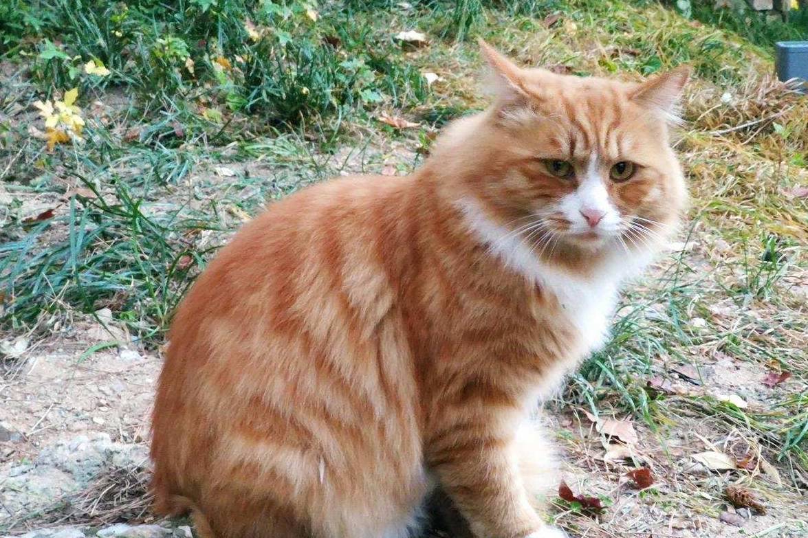 原创 余晖中的颐和园湖边，万寿山上的精灵，宁静的后湖9